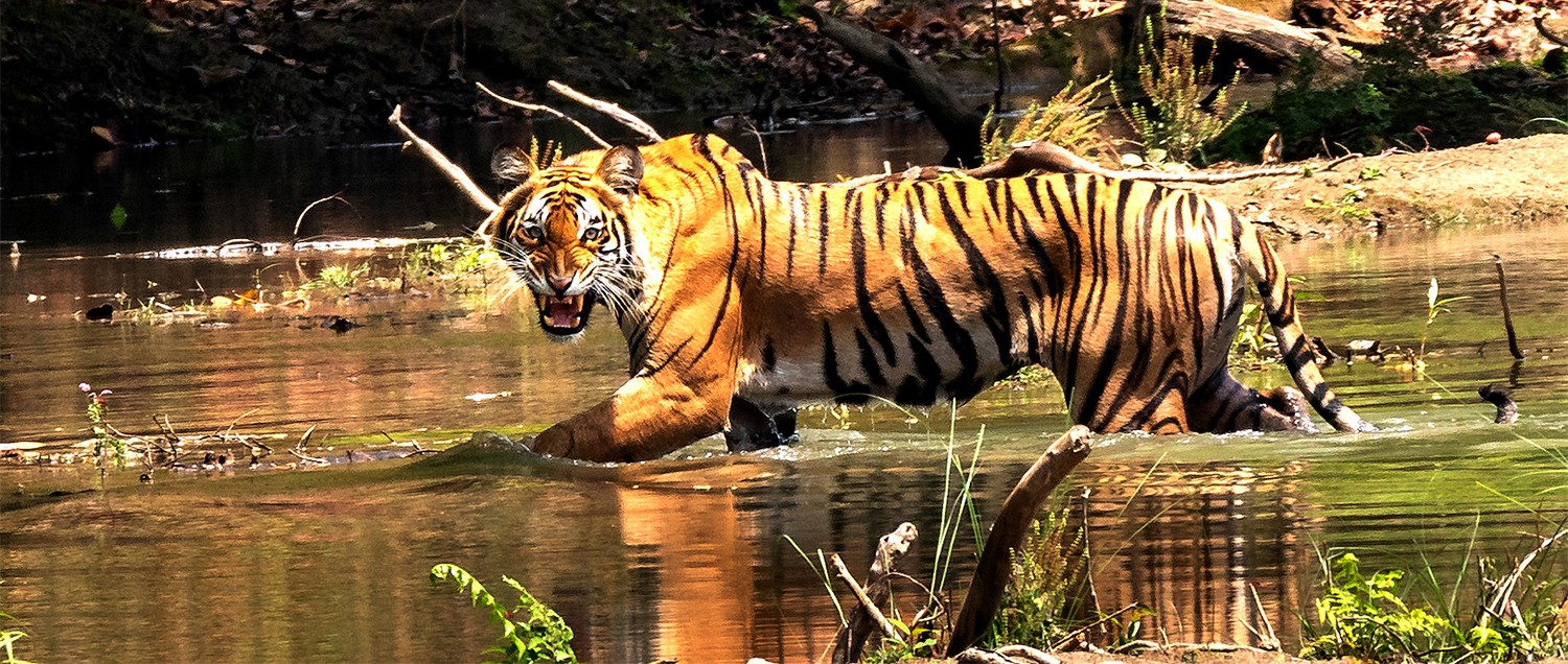 Tiger Safari Tour Bardia