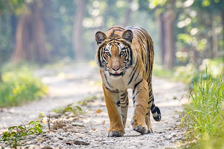 Tiger Safari Tour Bardia